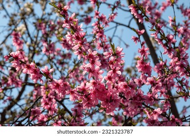 Peach tree, blurred background. Blooming tree in spring with pink flowers. The beauty of the spring garden, the concept of spring.
