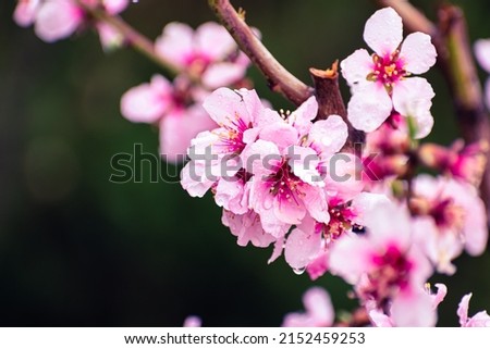 Peach tree brach full of pink blossoms covered in rain drops with copy space