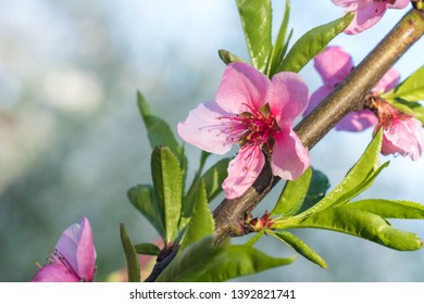 Peach tree flower spring bloom. Close up artistic shot