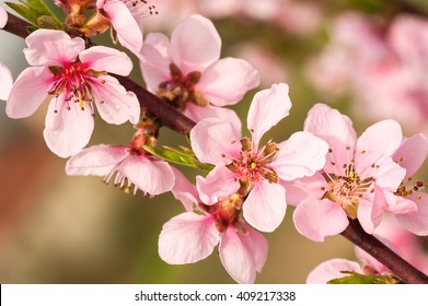 Peach Tree Flowers