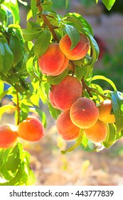 Peach Tree With Fruits 