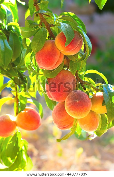 peach tree with fruits
