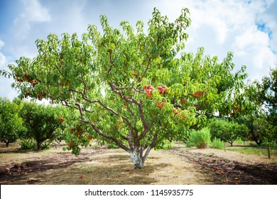 Peach Tree With Fruits Growing In The Garden. Peach Orchard.