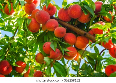 ¿Cuánta fruta produce un árbol de durazno?