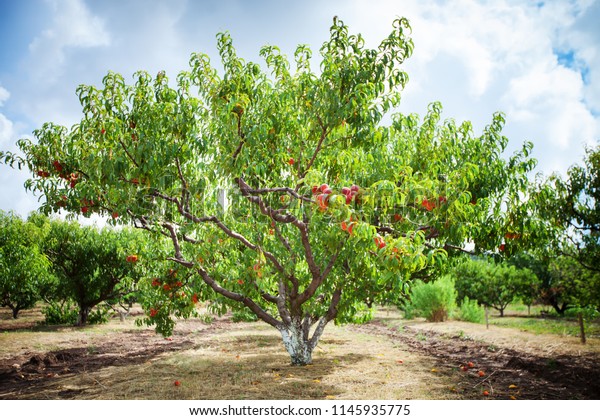 Peach tree with fruits growing in the garden.\
Peach orchard.