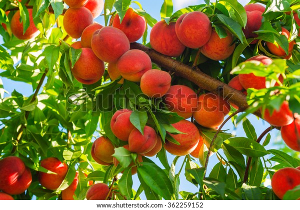 Peach tree with\
fruits growing in the\
garden