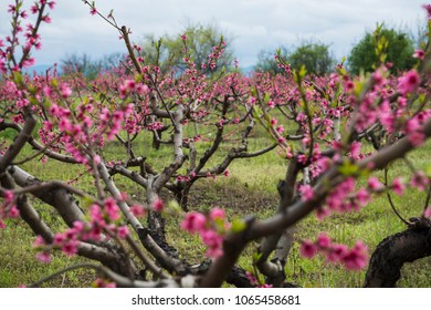 Peach Tree Garden Blooming With Pink Flowers In Orchard. View Through Tunnel Between Rows Of Trees To The Mountains. Kakheti, Georgia