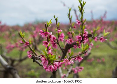 Peach Tree Garden Blooming With Pink Flowers In Orchard. View Through Tunnel Between Rows Of Trees To The Mountains. Kakheti, Georgia