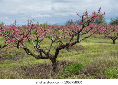 Peach Tree Garden Blooming With Pink Flowers In Orchard. View Through Tunnel Between Rows Of Trees To The Mountains. Kakheti, Georgia