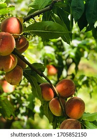 Peach And Tree Georgia Farm