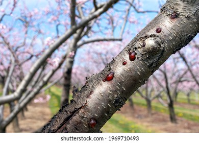 A peach tree infected with peach canker, the fungus Cytospora leucostoma, a frequent killer of stone fruit trees. - Shutterstock ID 1969710493