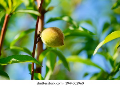 Peach Tree In Modern Peach Farm In USA