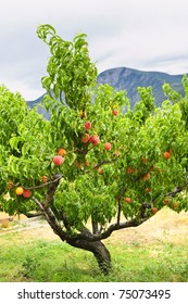 Peach Tree With Ripe Fruit In Okanagan Valley, British Columbia Canada