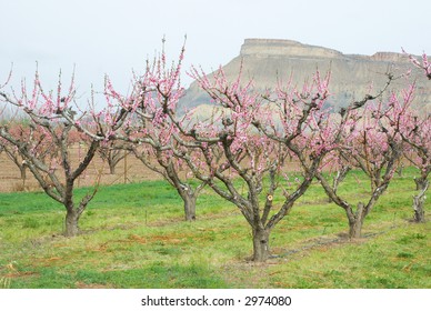 Peach Trees In Bloom With Mt. Garfield