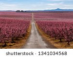 Peach Trees in Early Spring Blooming in Aitona, Catalonia