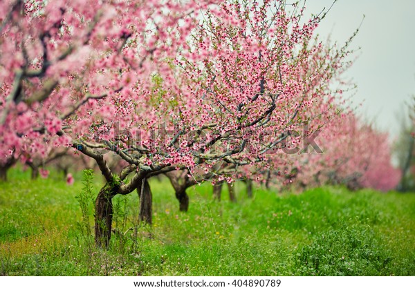 Peach Trees Flowers Stock Photo 404890789 | Shutterstock