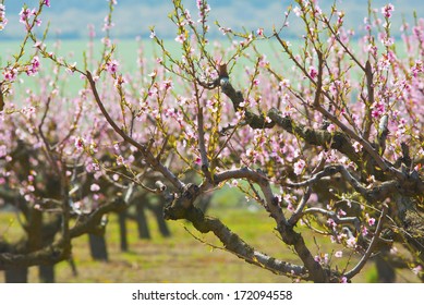 peach trees in a row blossoming at springtime