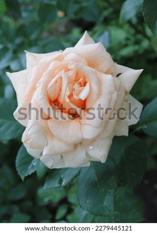 Peach and yellow color Hybrid Tea Rose Royal Parks flowers in a garden in July 2022