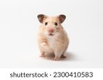 The peach-colored Syrian Hamster rised up paw and looked at the camera. Domestic rodent on a white background. Funny Hamster in motion isolated on white. High quality photo