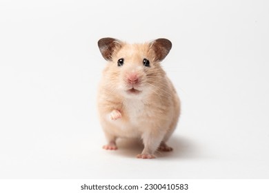 The peach-colored Syrian Hamster rised up paw and looked at the camera. Domestic rodent on a white background. Funny Hamster in motion isolated on white. High quality photo