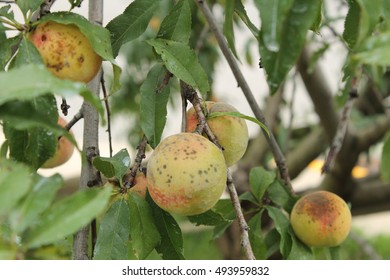 Peaches With Brown Rot On Peach Tree