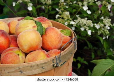 Peaches In Bushel Basket