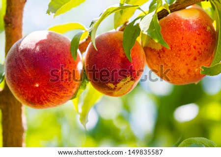 Peaches on the tree ready to be picked.