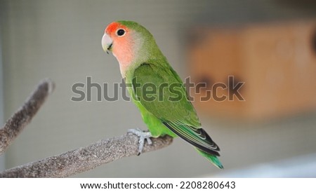 Peach-faced lovebirds - GREEN RED FACE stand alone (PORTRAIT)