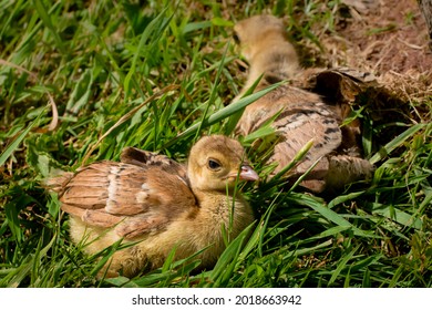 Peachicks, peacock chicks, in grass