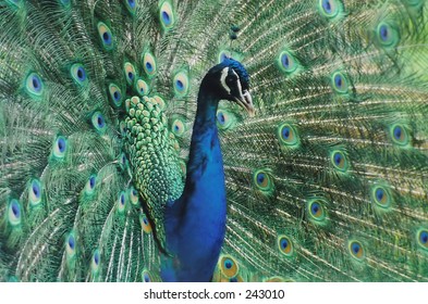 Peacock