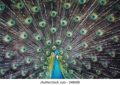 Peacock