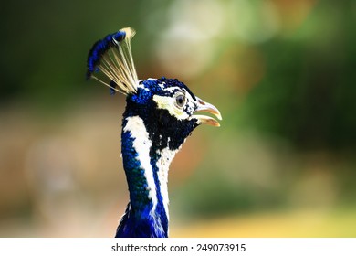 The Peacock