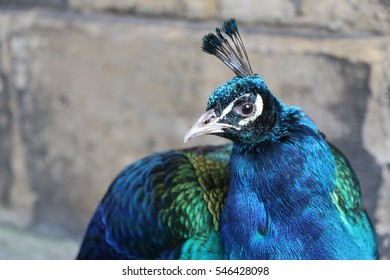 the Peacock