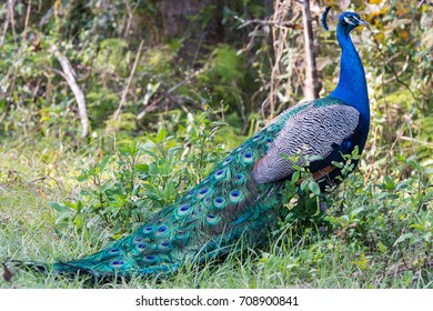 Peacock
