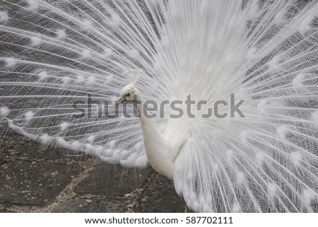 Similar – white Animal Bird 1