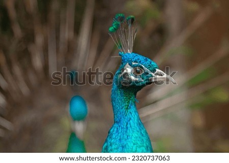 The peacock, adorned with vibrant plumage and a majestic display, exudes elegance and awe-inspiring beauty, showcasing nature's artistry and captivating hearts with its resplendent presence.