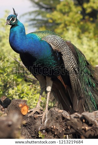 Similar – Foto Bild Schönheit in Blau Pfau