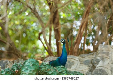 peacock artificial wing in forest  - Shutterstock ID 1395749027