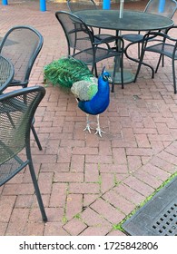 Peacock In The Audubon Zoo