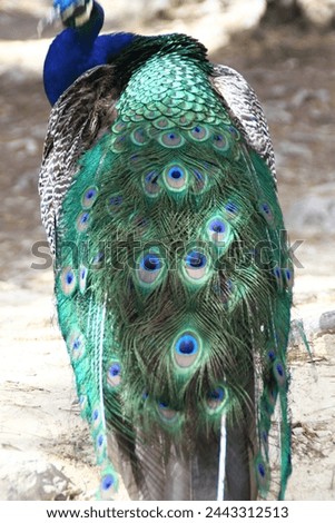 peacock, beak, animal, bird, tail, nature, beak, feather, fauna, fowl, poultry, galliform