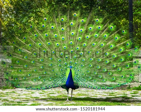 Peacock. Beautiful peacock. Peacock showing its tail
