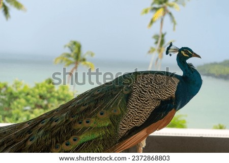 peacock bird closeup. peacock bird in wildlife. peacock bird in wild nature. photo of exotic peacock