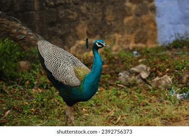 peacock Bird , Nature, Tamil nadu - Powered by Shutterstock