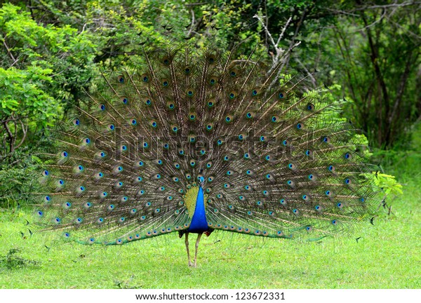 Peacock Wallpaper for Walls: A bird in the wild. The national Park of Sri Lanka