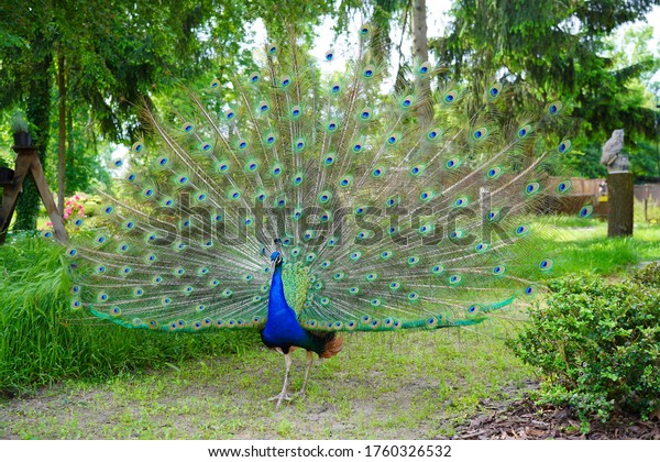 Peacock blue, peacock ordinary Pavo cristatus . Beautiful peacock walking freely.