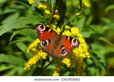 Peacock butterfly (Aglais io, Inachis io), family Nymphalidae on flowers of Canadian goldenrod (Solidago Canadensis), family Asteraceae, Compositae. Netherlands, September                             