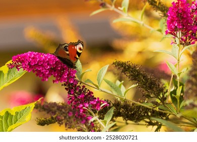 peacock butterfly (Aglais io) on the buddleia during the golden hour - Powered by Shutterstock