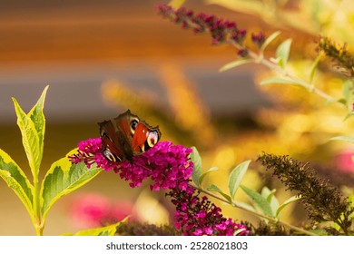 peacock butterfly (Aglais io) on the buddleia during the golden hour - Powered by Shutterstock