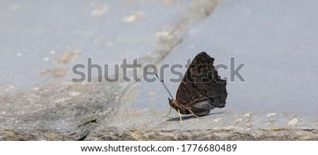 Peacock Butterfly (Aglais io) resting on roof tiles showing wing underside