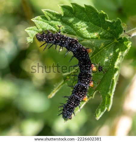 A peacock butterfly caterpillar (Aglais io) seen feeding on stinging nettle leaves in June